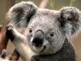 SAVE THE KOALAS